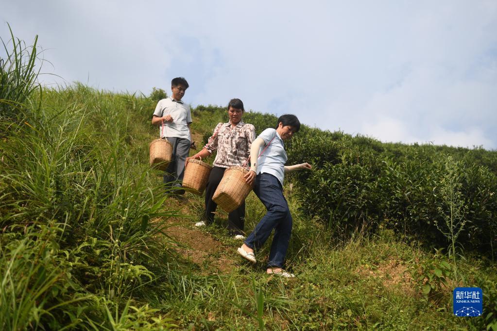 在廣西蒼梧縣六堡鎮(zhèn)山坪村，祝雪蘭（前）和村民采茶后走下茶山（2022年9月22日攝）。新華社記者 陸波岸 攝